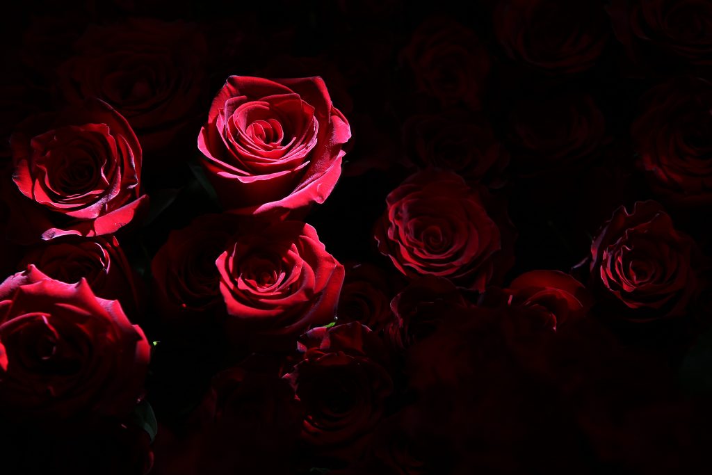 Valentines Day In Sydney