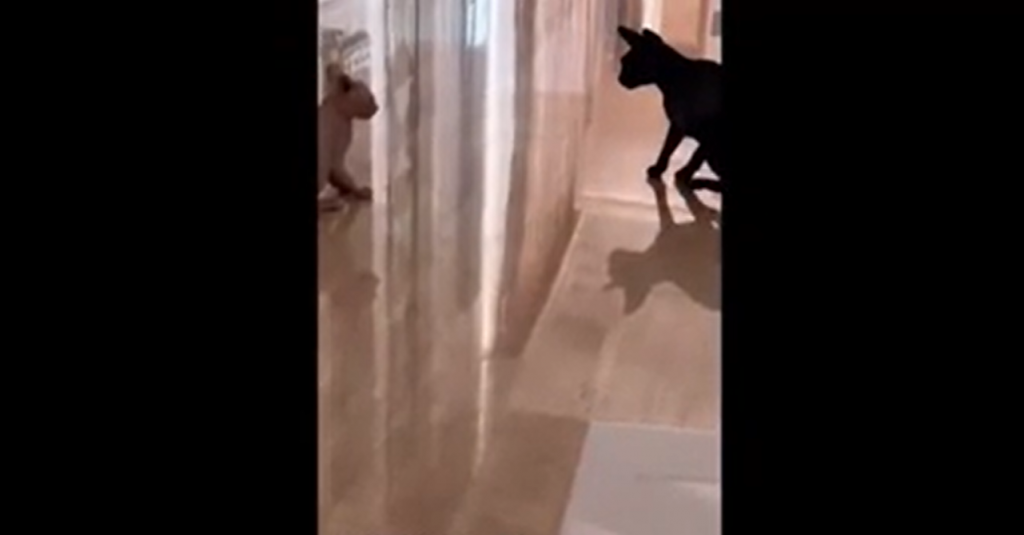 Totti, gatto