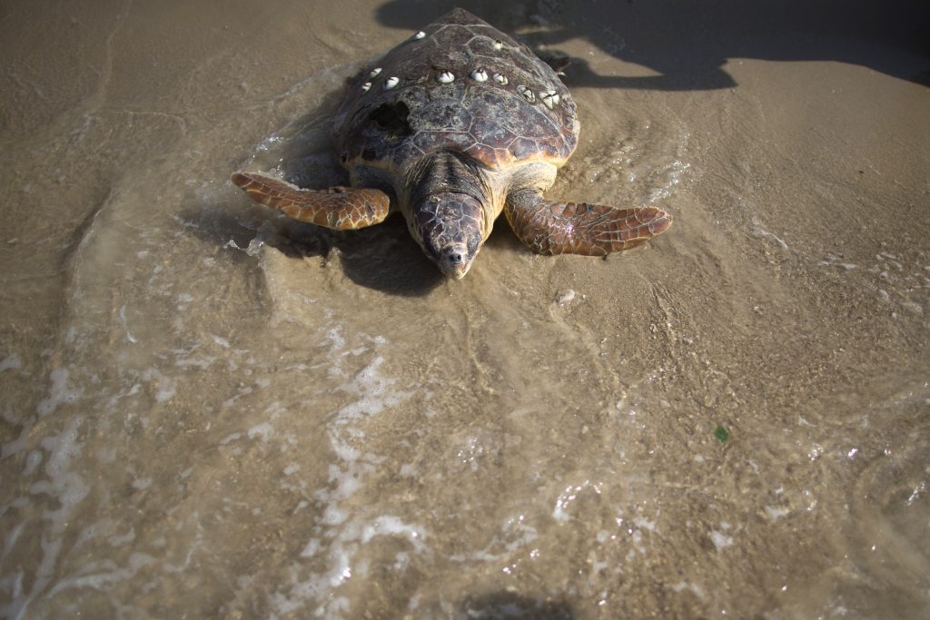 Sea Turtles Freed Back To Nature