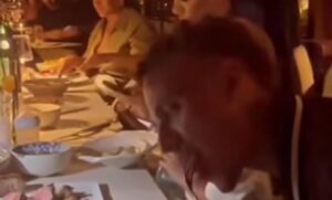 noa lang neres cena